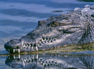 Pioneering South African whitewater kayaker killed by crocodile