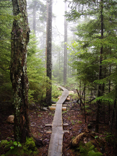 Hiking trail in Acadia National Park, Maine